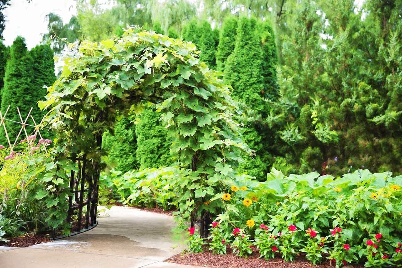 What should I plant on the pergola? Perennial climbing plants