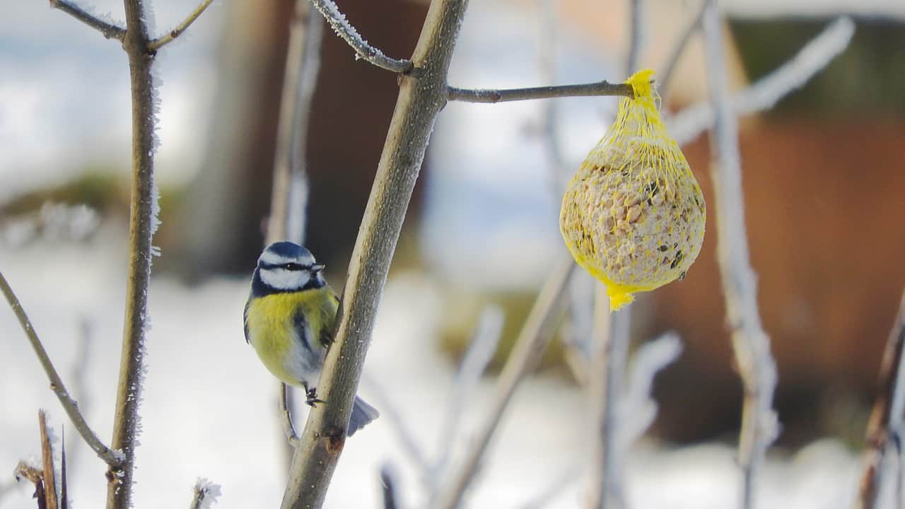 How to make a bird feeder?