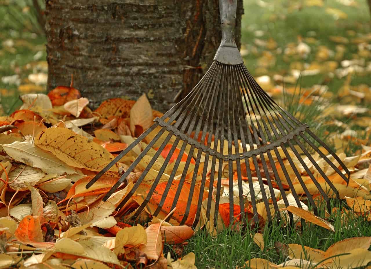 Autumn work in the garden – what do you need to do before winter?