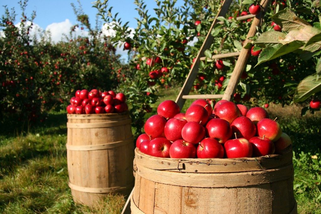 zbieranie jabłek w sadzie