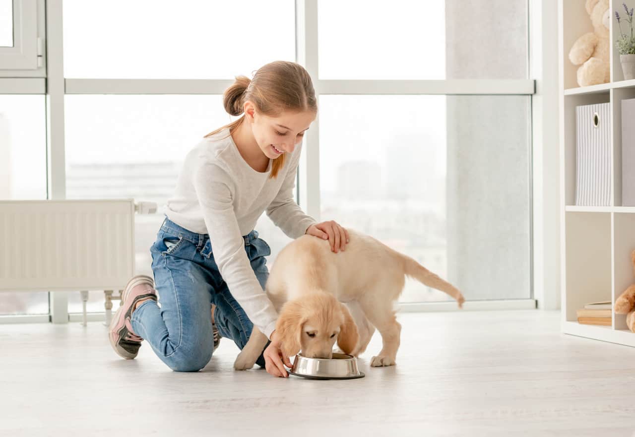 Supplementary treats and supplements in your dog’s diet