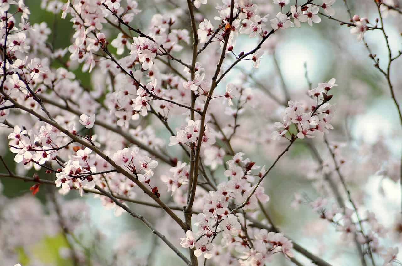 May in the orchard. Work to be done