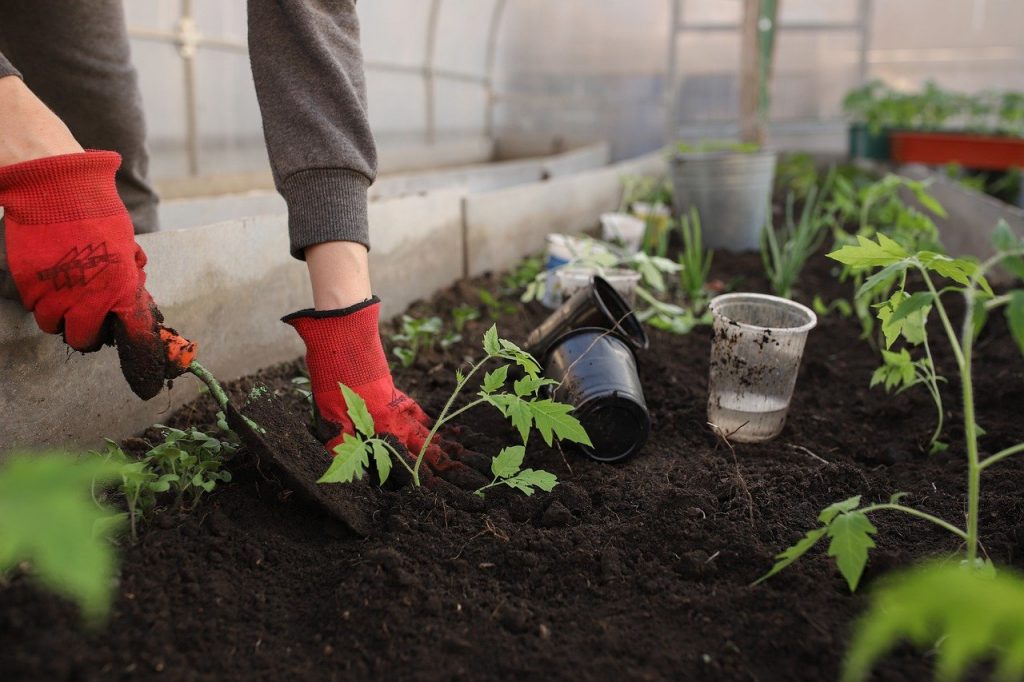 ogrodnik uprawia warzywa w szklarni