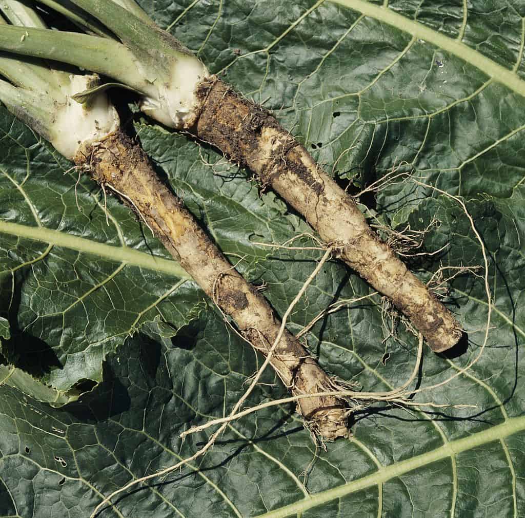 Horseradish – natural antibiotic for sinuses