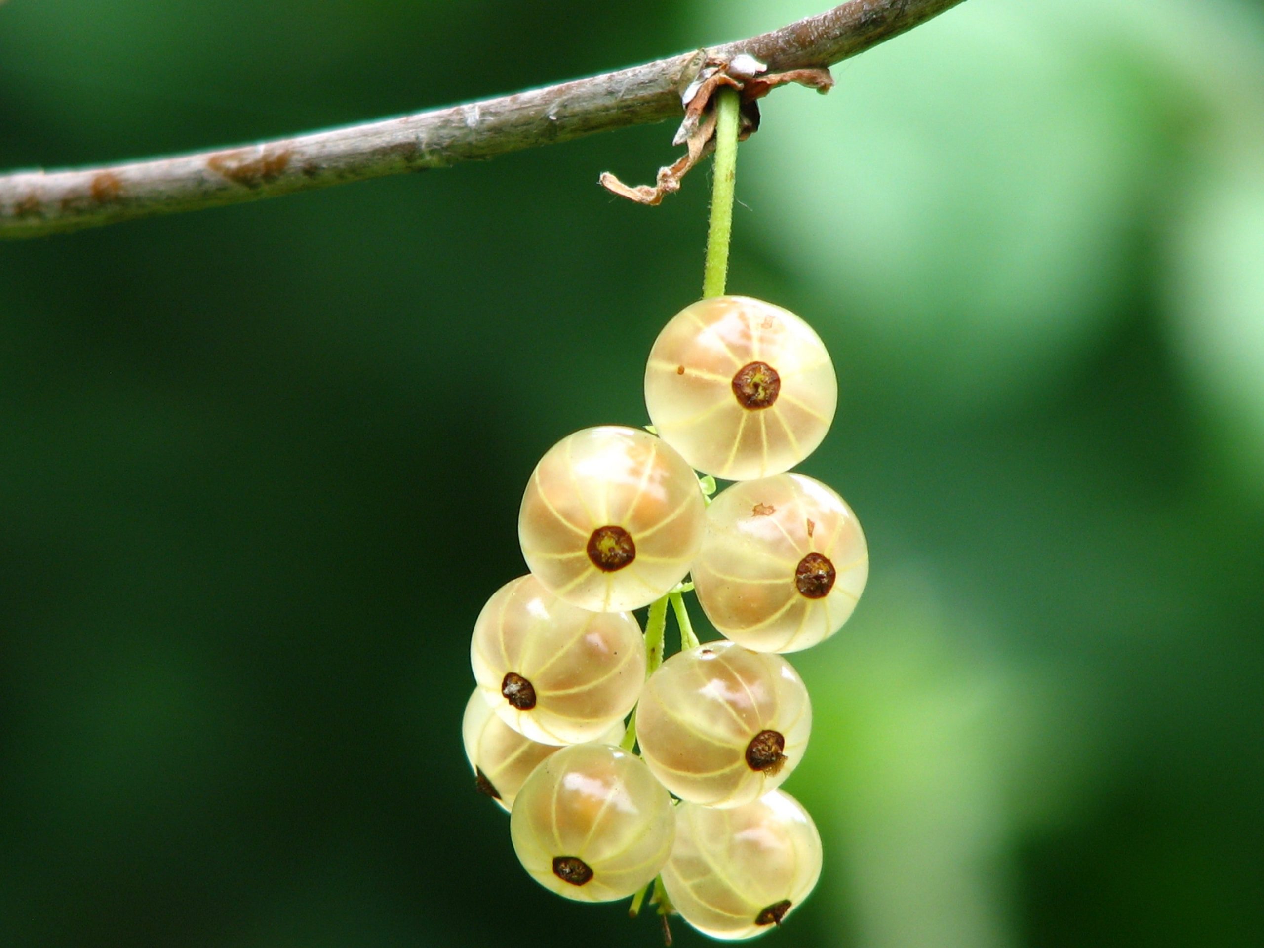 Gooseberries – growing, care, diseases
