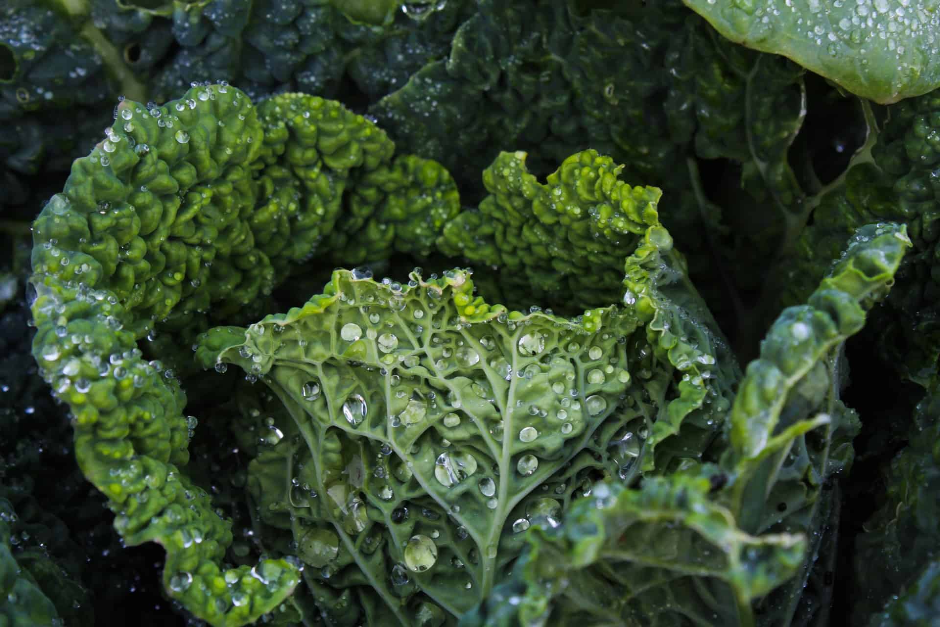 Kale. Health properties and serving suggestions