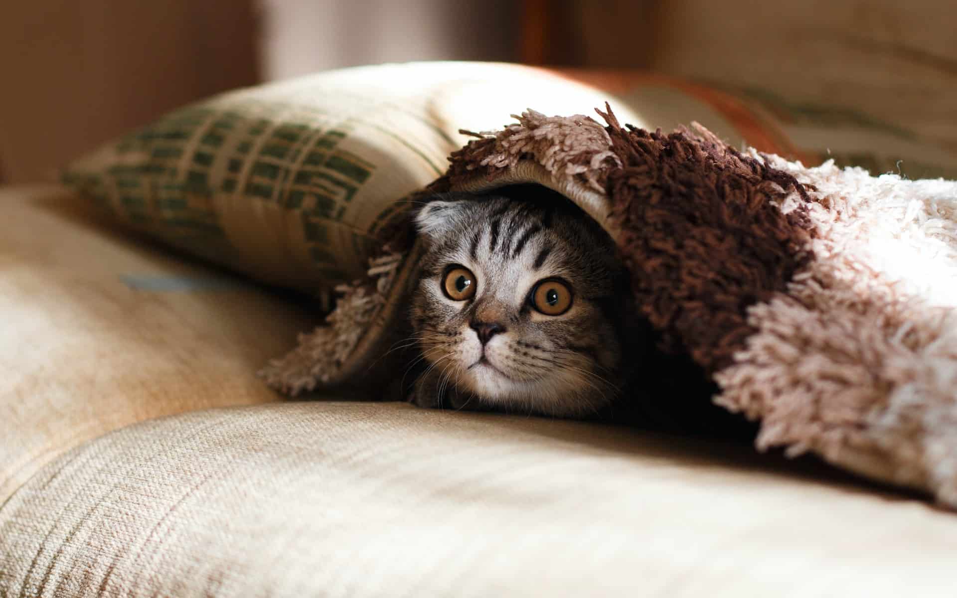 A cat in the house. What should you know before you get a cat?