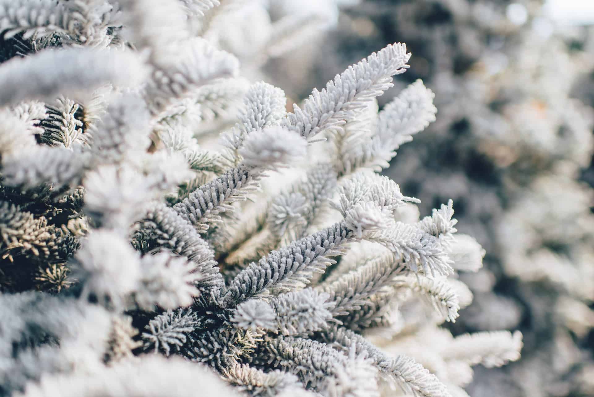 Should trees and shrubs be protected from winter?