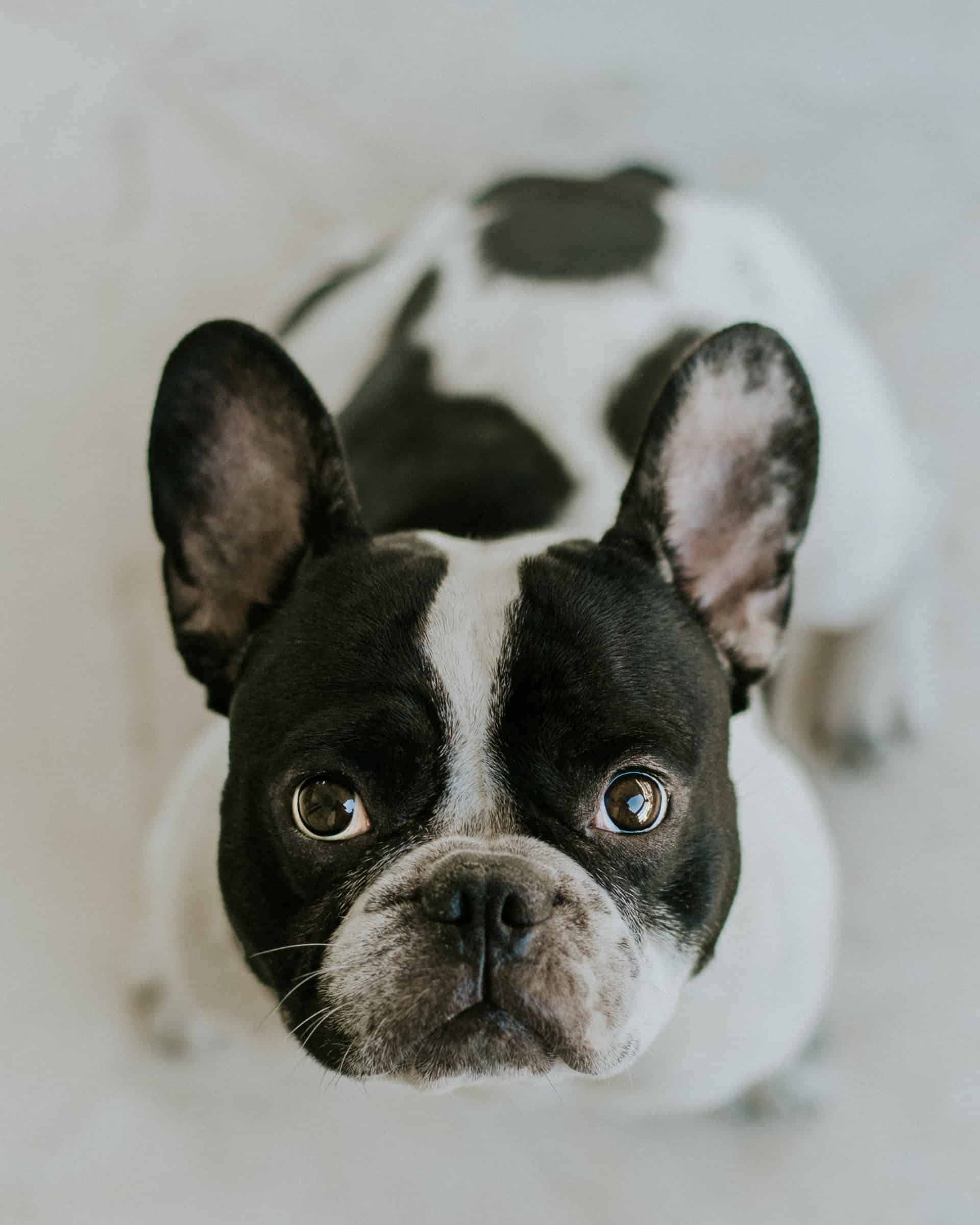 Temperament and personality traits of French bulldogs